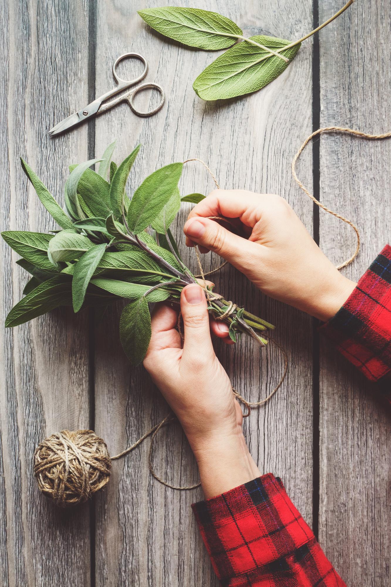 hands arranging herbs on a workbench